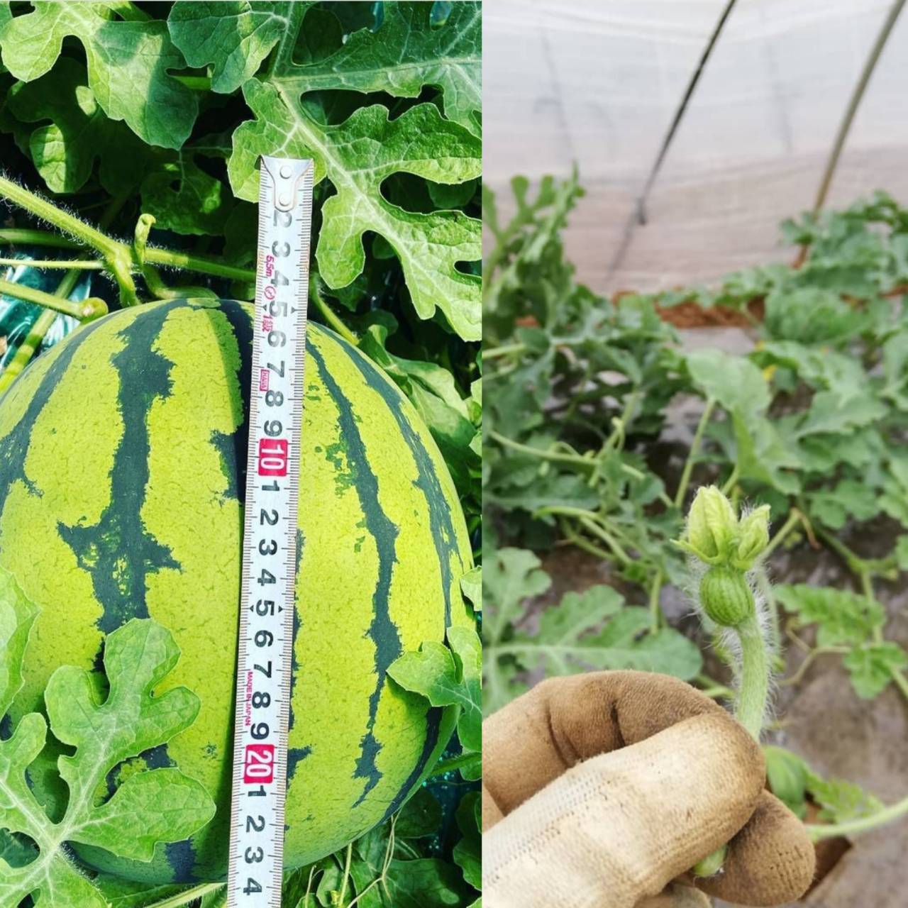 あまくておっきな夏、来ています