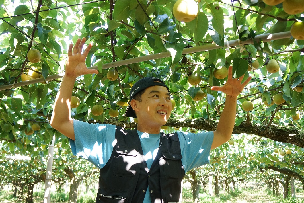 梨、入荷!!　お盆も休まず営業します!