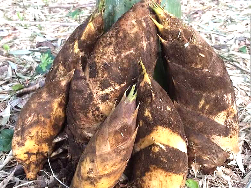 「たけのこちゃん、春になったら出ておいで??」